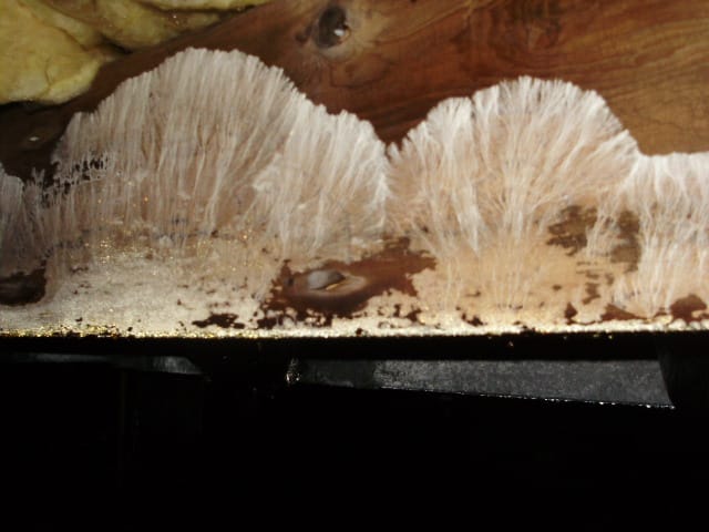 wood destroying organism inspection-Bayville, NJ