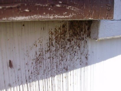 Carpenter bee staining- Toms River Twp.