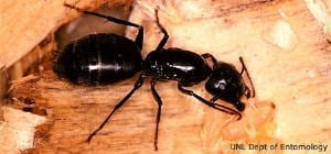 Carpenter ant-inspection Brielle Twp.