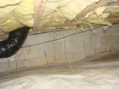 Termite mud tubes-Lavalette Twp.