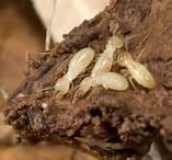Termite inspection-Tinton Falls Twp.