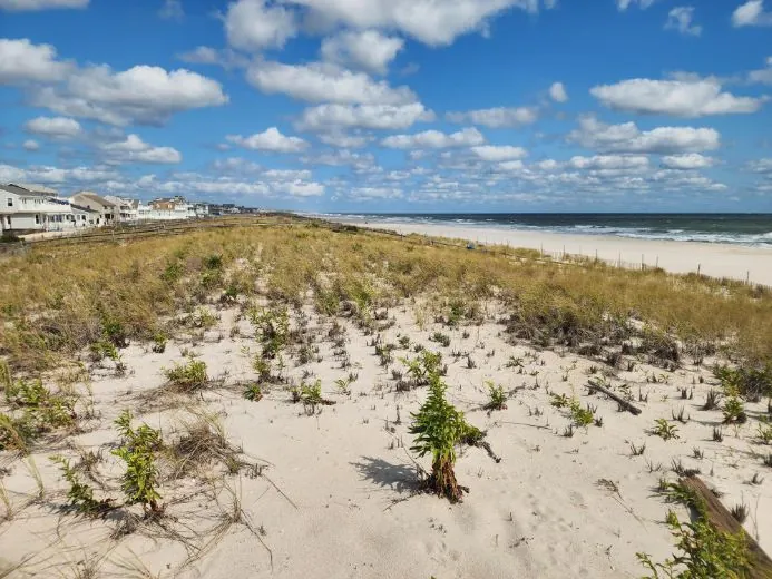 Wide dune landscape along the coastal Jersey Shore-Lavallette, NJ